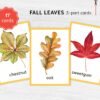 Fall Leaves Identification Cards printable. Montessori Educational Materials. Nomenclature Watercolor 3 part cards.