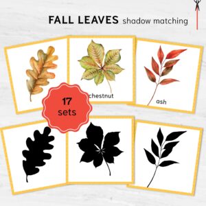 Fall leaves shadow matching cards. Montessori-based learning leaf identification activity.