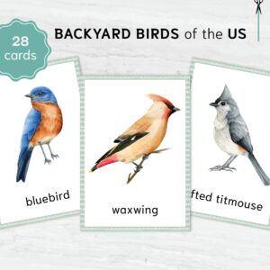 Backyard Birds printable flashcards - Montessori Educational Materials. Nomenclature Watercolor 3 part cards.