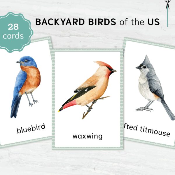 Backyard Birds printable flashcards - Montessori Educational Materials. Nomenclature Watercolor 3 part cards.