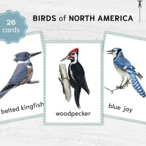 Bird Flashcards. Watercolor Prints for Home Education. American Birds Montessori Nomenclature Learning