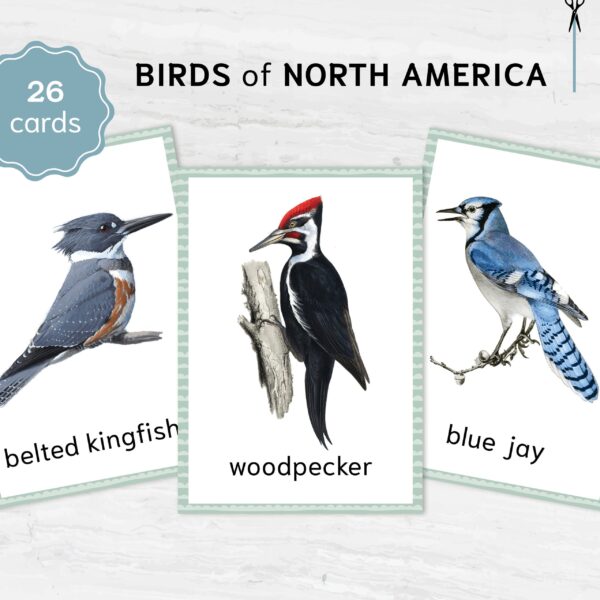 Bird Flashcards. Watercolor Prints for Home Education. American Birds Montessori Nomenclature Learning