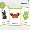 Montessori Bugs printable flash cards. Insect education and vocabulary learning.