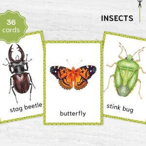 Montessori Bugs printable flash cards. Insect education and vocabulary learning.