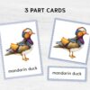 Watercolor Colorful birds printable flashcards. Montessori Homeschooling Educational Materials.