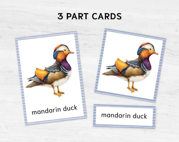 Watercolor Colorful birds printable flashcards. Montessori Homeschooling Educational Materials.