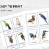 Watercolor Colorful birds printable flashcards. Montessori Homeschooling Educational Materials.