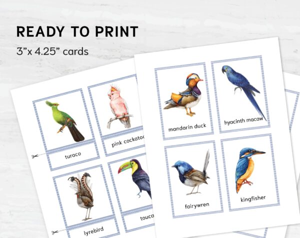 Watercolor Colorful birds printable flashcards. Montessori Homeschooling Educational Materials.
