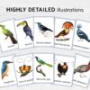 Watercolor Colorful birds printable flashcards. Montessori Homeschooling Educational Materials.