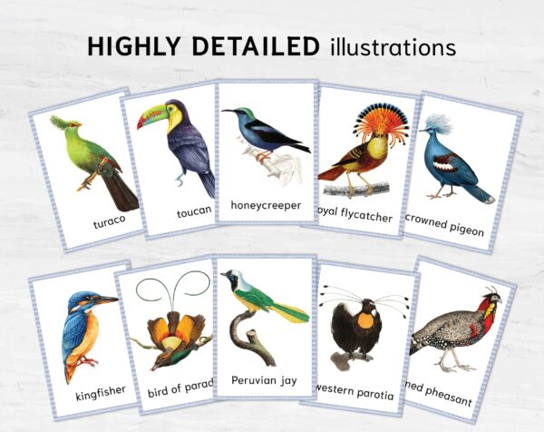 Watercolor Colorful birds printable flashcards. Montessori Homeschooling Educational Materials.