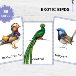 Watercolor Colorful birds printable flashcards. Montessori Homeschooling Educational Materials.