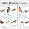 EU Birds Montessori Printable Flashcards. UK BIRDS Homeschool Materials. Nomenclature Watercolor three part cards.
