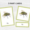 Montessori Bugs printable flash cards. Insect education and vocabulary learning.