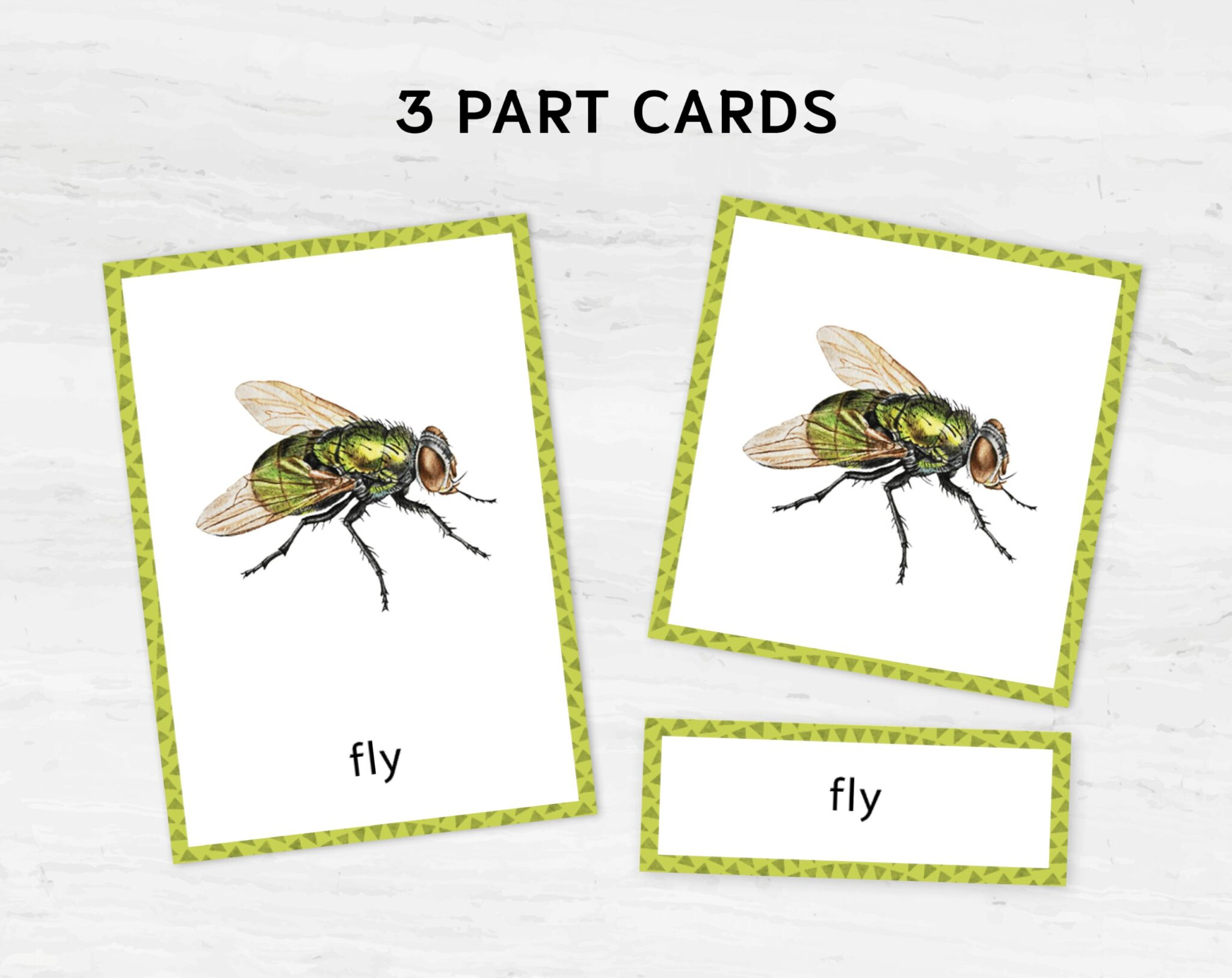 Montessori Bugs printable flash cards. Insect education and vocabulary ...