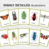 Montessori Bugs printable flash cards. Insect education and vocabulary learning.