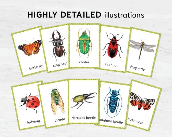 Montessori Bugs printable flash cards. Insect education and vocabulary learning.