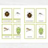 Montessori Bugs printable flash cards. Insect education and vocabulary learning.