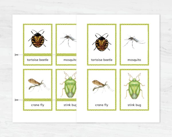 Montessori Bugs printable flash cards. Insect education and vocabulary learning.