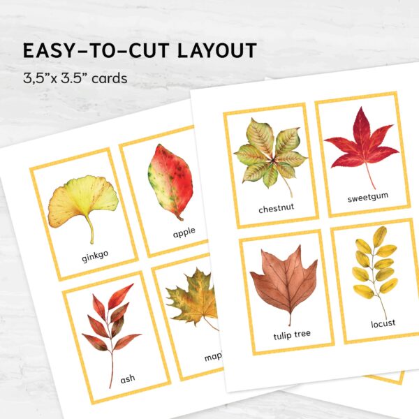 Fall Leaves Identification Cards printable. Montessori Educational Materials. Nomenclature Watercolor 3 part cards.