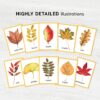 Fall Leaves Identification Cards printable. Montessori Educational Materials. Nomenclature Watercolor 3 part cards.