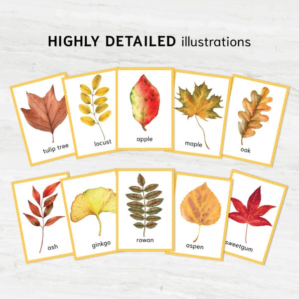 Fall Leaves Identification Cards printable. Montessori Educational Materials. Nomenclature Watercolor 3 part cards.