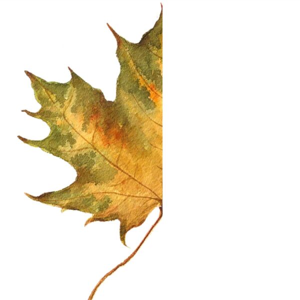 Autumn Leaf Symmetry Drawing Challenge for Kids. Fall leaves activity.