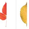 Autumn Leaf Symmetry Drawing Challenge for Kids. Fall leaves activity.