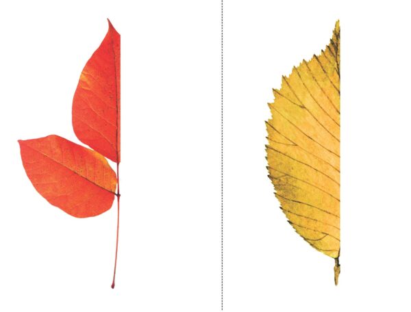 Autumn Leaf Symmetry Drawing Challenge for Kids. Fall leaves activity.