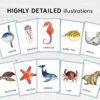 Sea Animal Flashcards for Montessori Learning - Educational Homeschool Resource, Watercolor Nomenclature Cards