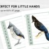 Birds Number Sequence Puzzle: Montessori Math Printable (PDF)
