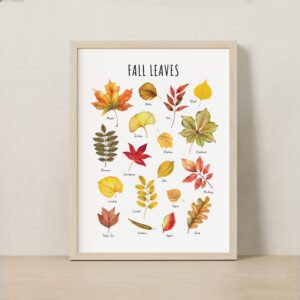 Fall Leaves Educational Poster – Watercolor Autumn Leaf Print | Seasonal & Nature Classroom Decor
