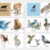 Animal Classification Sorting Cards. Printable Montessori Science Study. BONUS: 6 reference posters.