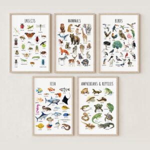 Animal Classification Educational Poster – Watercolor Prints for Kids, Classroom, Homeschool Learning (Set of 5)