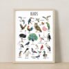 Animal Classification Educational Poster – Watercolor Prints for Kids, Classroom, Homeschool Learning (Set of 5)
