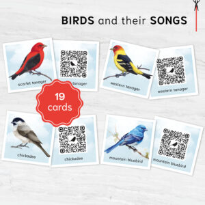 Bird Sounds. QR code listen & match activity. Identify Birds with Authentic Bird Songs.