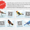 Bird Sounds. QR code listen & match activity. Identify Birds with Authentic Bird Songs.