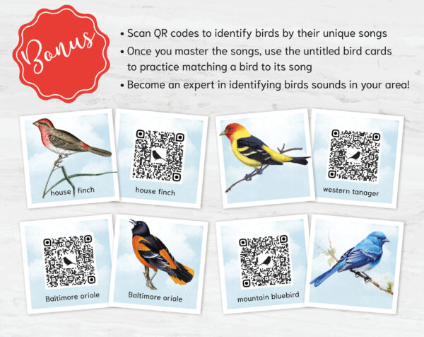 Bird Sounds. QR code listen & match activity. Identify Birds with Authentic Bird Songs.