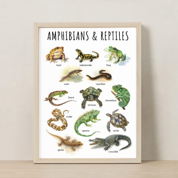 Animal Classification Educational Poster – Watercolor Prints for Kids, Classroom, Homeschool Learning (Set of 5)