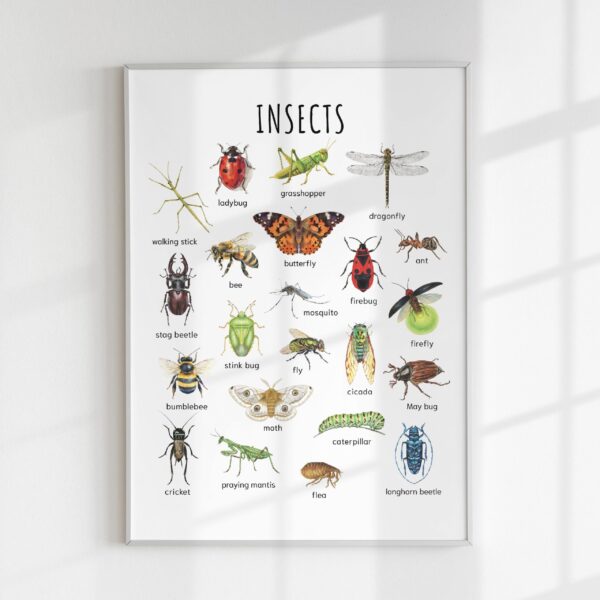 Animal Classification Educational Poster – Watercolor Prints for Kids, Classroom, Homeschool Learning (Set of 5)