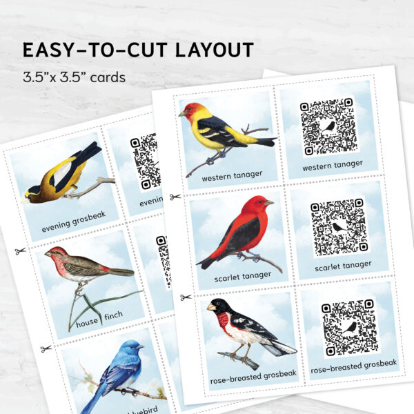 Bird Sounds. QR code listen & match activity. Identify Birds with Authentic Bird Songs.