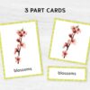 Printable Spring Flashcards: Montessori Vocabulary Materials for Preschool in Watercolor