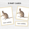 Colorful Australian Animals Flashcards for Montessori Education - Nomenclature Learning Cards for Homeschooling