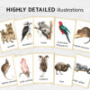 Colorful Australian Animals Flashcards for Montessori Education - Nomenclature Learning Cards for Homeschooling