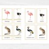 Colorful Australian Animals Flashcards for Montessori Education - Nomenclature Learning Cards for Homeschooling