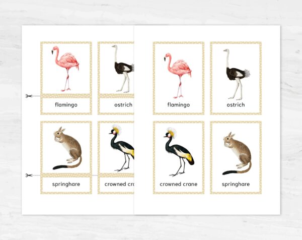 Colorful Australian Animals Flashcards for Montessori Education - Nomenclature Learning Cards for Homeschooling