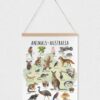 Animals of Australia Educational Poster – Watercolor Wildlife Map | Montessori & Homeschool Printable